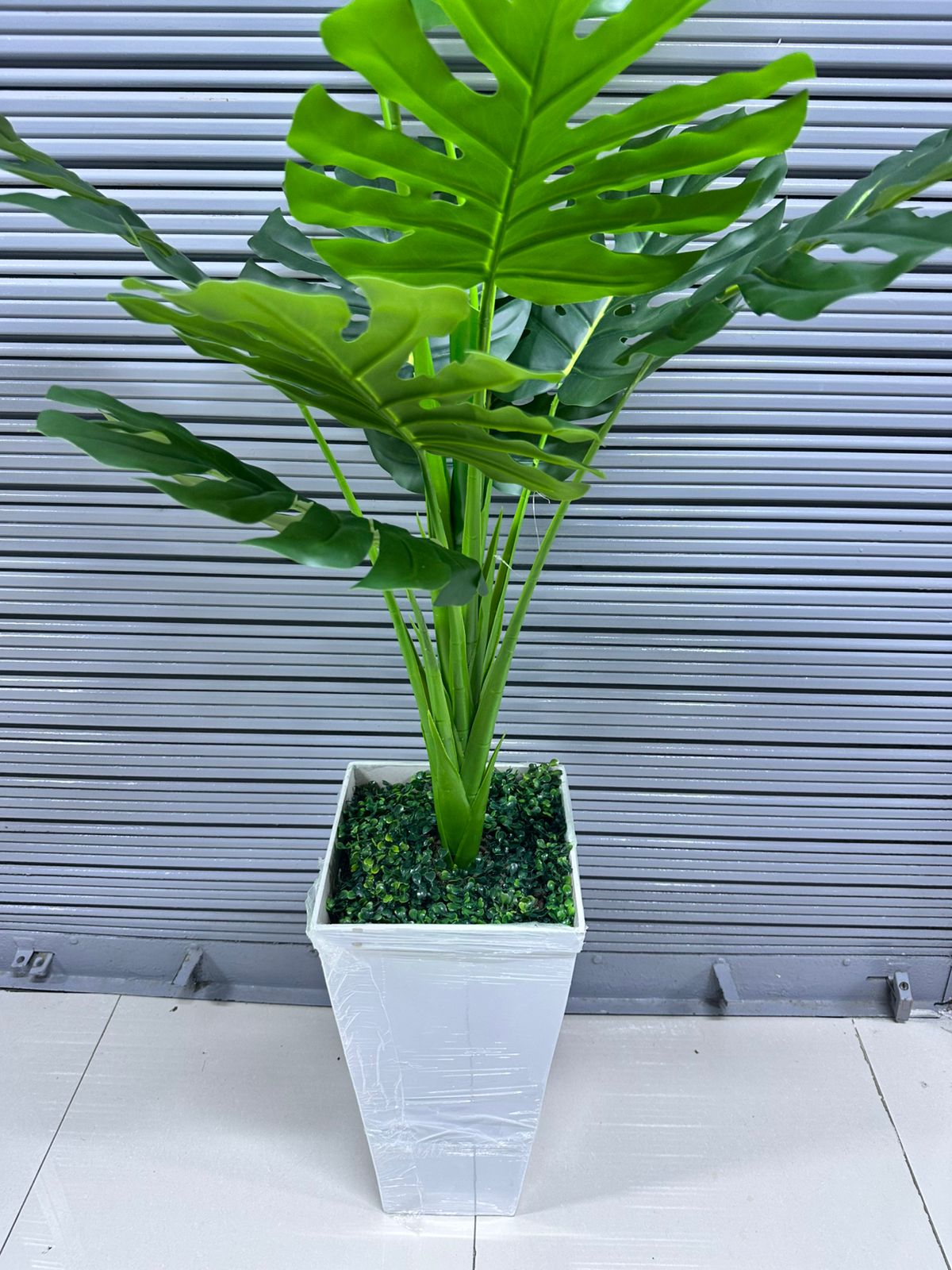 Planta Costilla de Adan x 10hojas + Maceta de trupan | 140cm